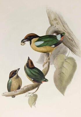 10296
          <br/>
          The birds of Australia.
          <br/>
          <em></em>